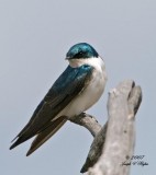 Tree Swallow