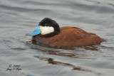 Ruddy Duck