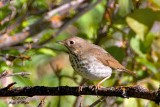 Hermit Thrush