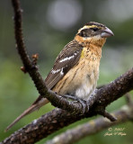 Black-headed Grosbeak female