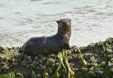 River Otter