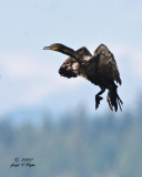 Double-crested Cormorant