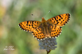 Pacific Fritillary