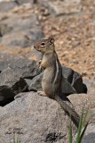 Cascade Golden-mantled Ground Squirrel