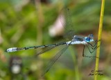 Lestes disjunctus