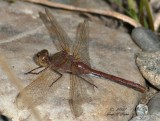 Sympetrum costiferum