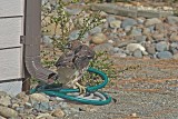 Red-tailed Hawk juvenile