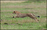 Cheetah Running