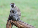 Vervet Monkey & Baby