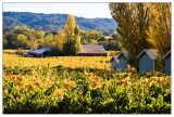 Healdsburg - along Lambert Bridge Rd