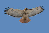 red-tailed hawk 35