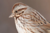 song sparrow 36