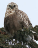 rough legged hawk 10