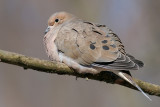 Mourning Dove