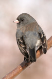 junco 47