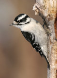 downy woodpecker 128