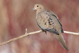 mourning dove 33