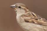 house sparrow 30