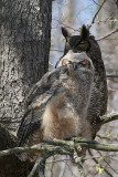 great horned owl and juvenile owl 3