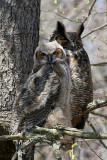 Great Horned Owls