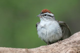 chipping sparrow 5