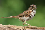 song sparrow 49