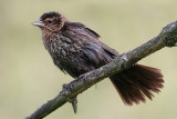 red winged blackbird 113