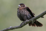 red winged blackbird 113