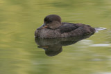 hooded merganser 224