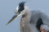 great blue heron 188
