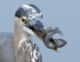 great blue heron 191