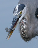great blue heron 194