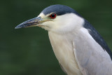 black-crowned night heron 165