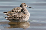 Stilt Sandpiper