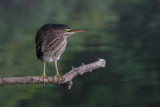 green heron 80