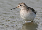 lesser yellowlegs 32