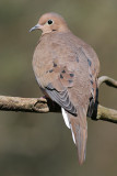 mourning dove 24