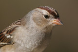 juvenile white-crowned sparrow 4