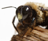 Bee profile