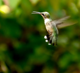 Bird in flight