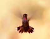 Attack of the hummingbird