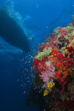 Soft Corals, dive boat
