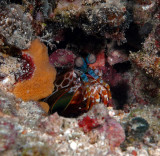  Mantis Shrimp