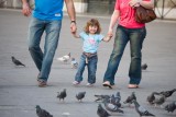 Chasing Pigeons