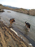 Splashing Dogs.jpg