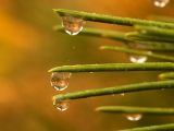 Dew on Pine Needles.jpg