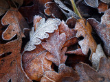 Frost on Valley Oak Leaves.jpg