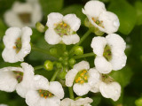 Alyssum in Rain