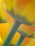 Yellow Tulips.jpg