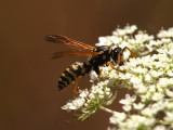 Vespoid Wasp.jpg